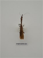 藏品(螳螂)的圖片